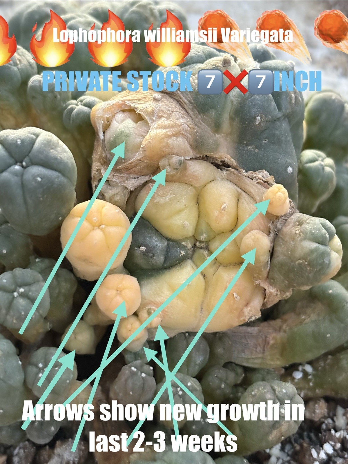 L-W-Variegata- PRIVATE-STOCK-7X7INCH Ariocarpus Aztekium Rare Astrophytum gallery