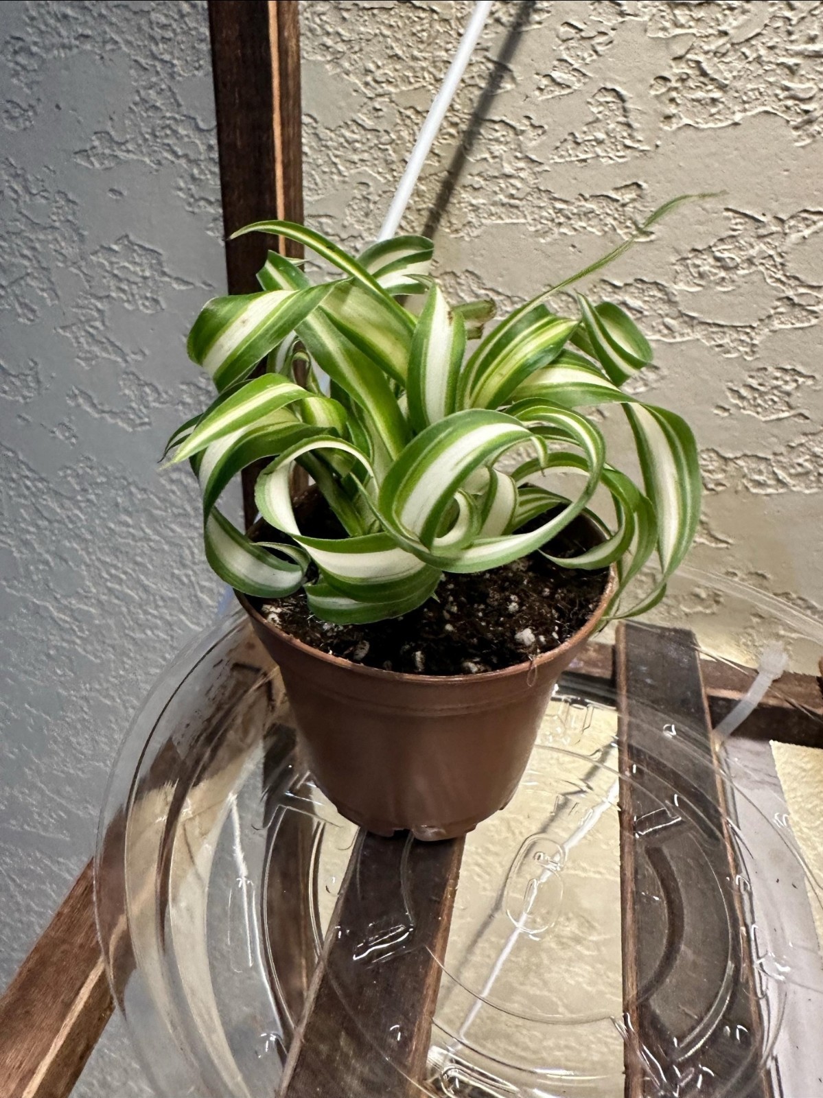 Bonnie Curly Spider Chlorophytum Comosum Live Plant 2in Pot with Soil gallery