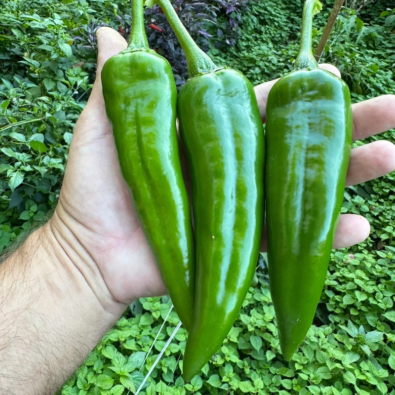 Heirloom Hatch Chile Pepper Seed Combo – 200 Seeds (4 Varieties, 50 Each) gallery