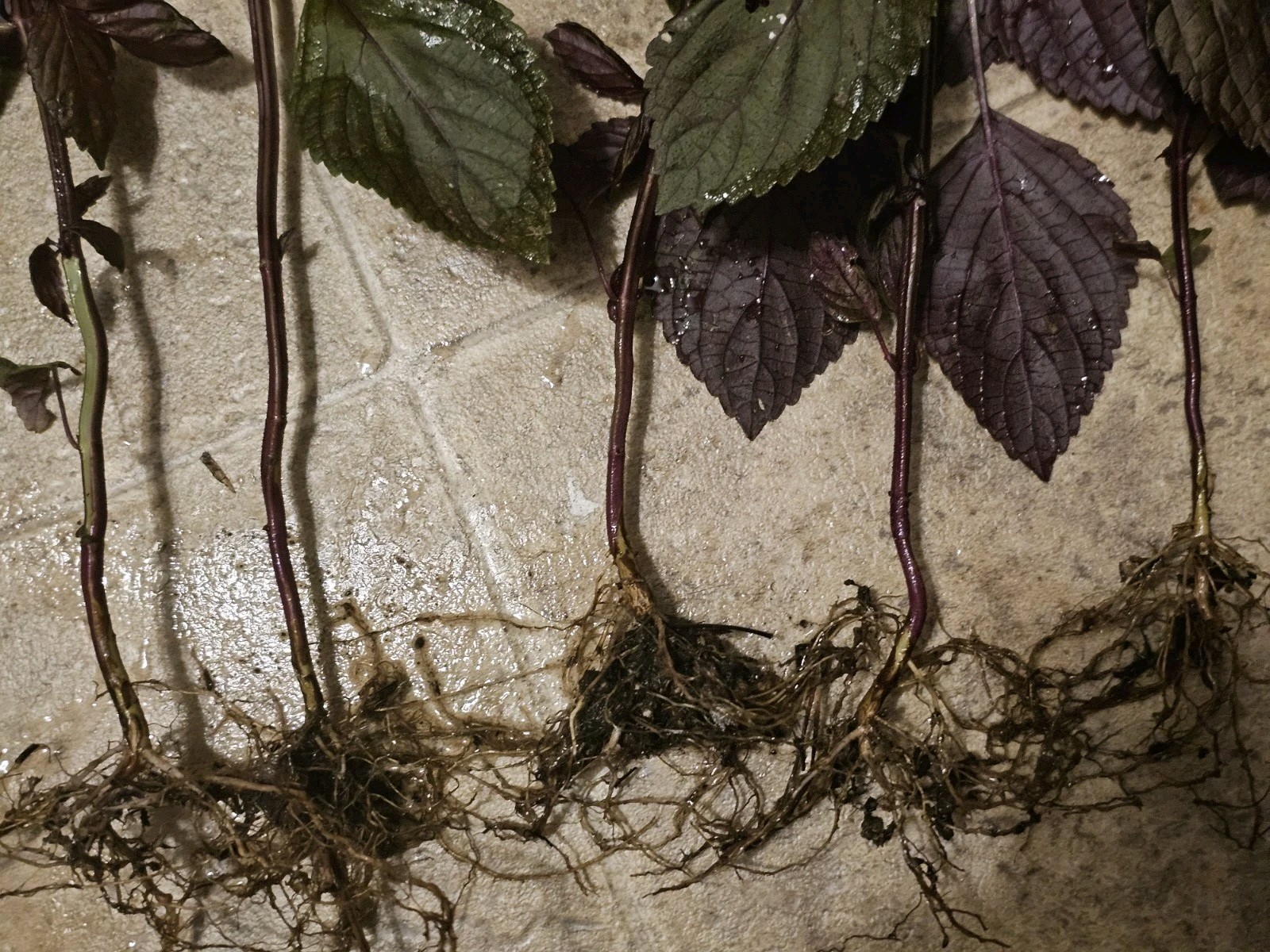 8 Purple Perilla Live plants Basil Beefsteak Japanese Flowers organic gallery