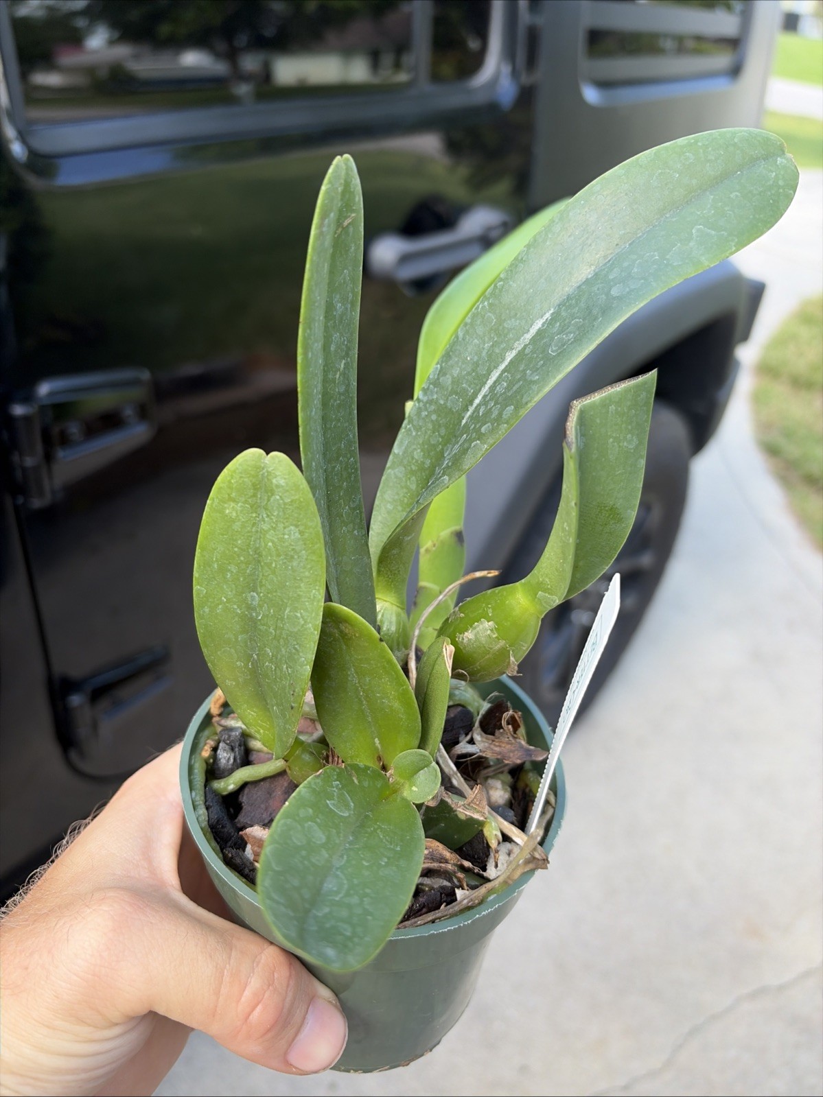 Rhyncholaeliocattle Shinaphat Diamond 'White Swan' Orchid Plant Blooming Size 4” gallery