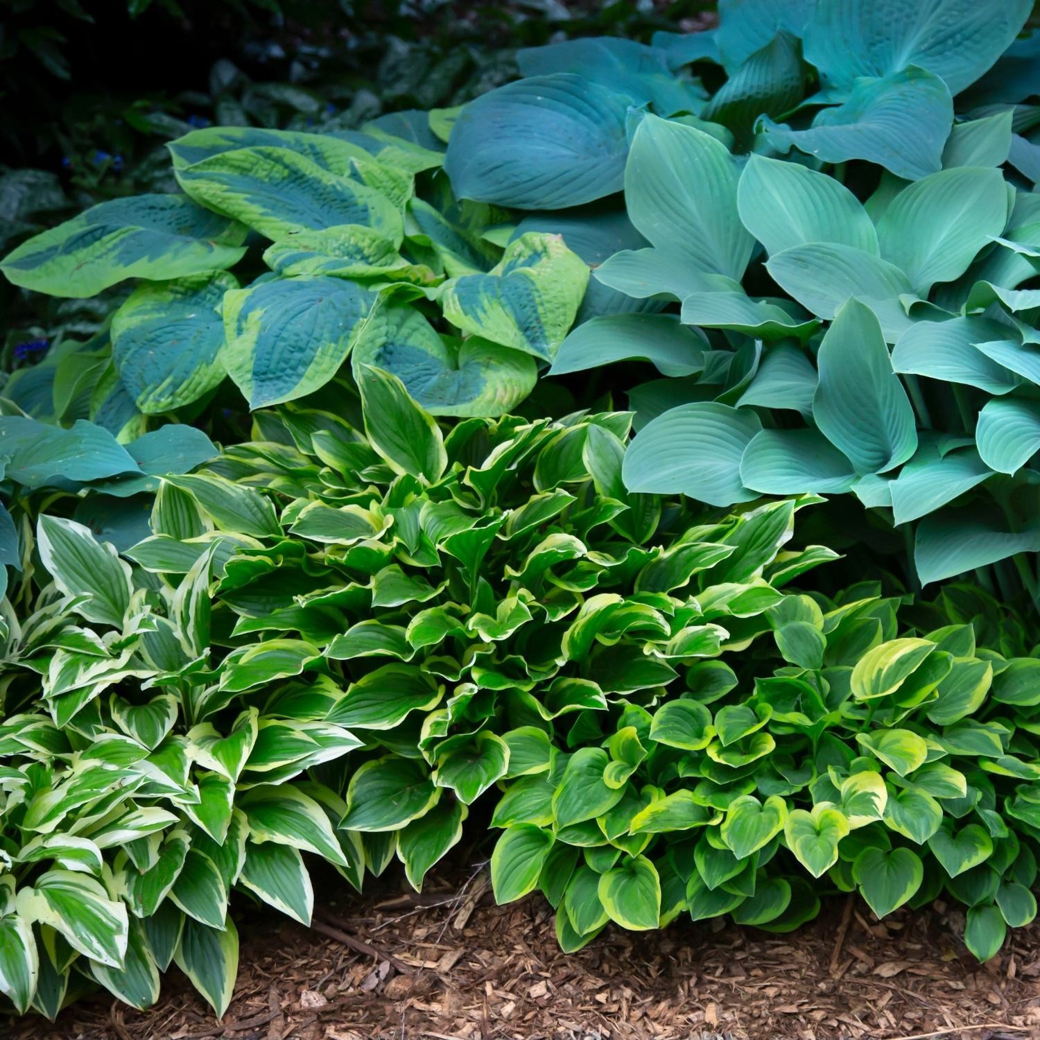 Hosta Bumper Crop Mix 10-30 Plant Roots - Summer Blooms, Foliage for Shade gallery