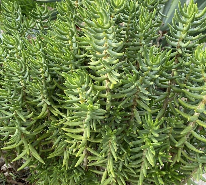 15 Assorted Random Varieties Live Succulent Cactus Plants Unrooted cuttings only gallery