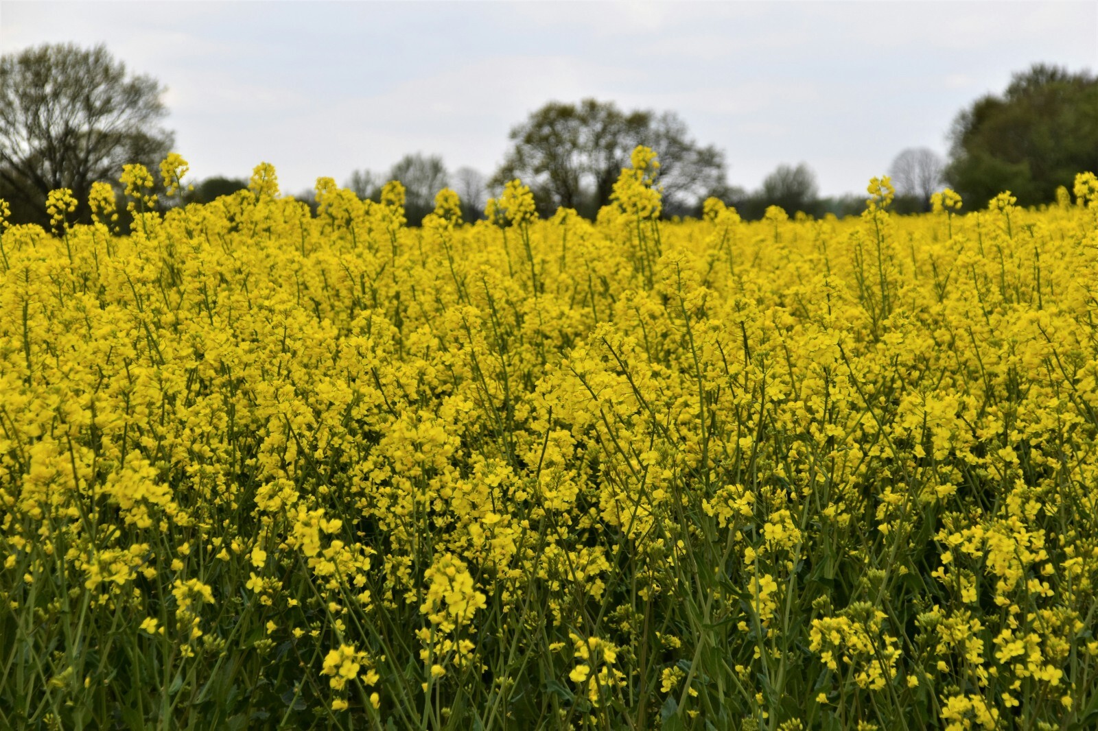 Trophy Rape Seed Cover Crop Forage Food Plot Deer Greens No-Till NON-GMO gallery