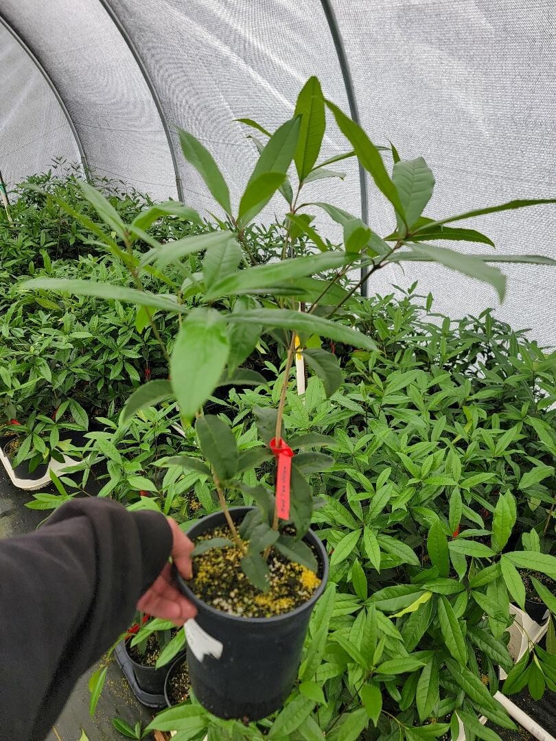 Orange Flowering Fragrant Tea Olive (osmanthus) - Live Plant - Trade Gallon Pot gallery