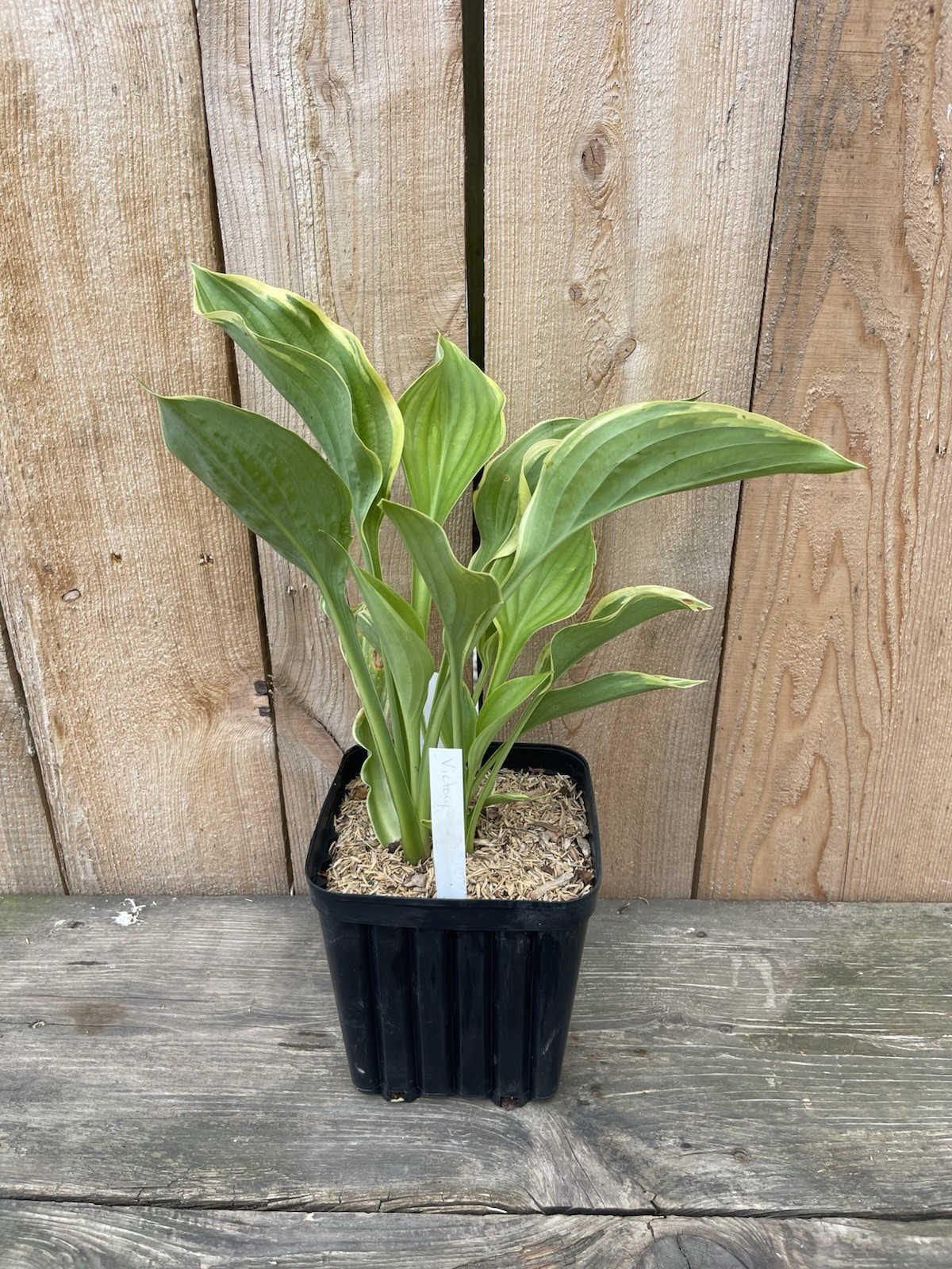 Hosta 'Victory' Plant 1gal Pot Large Marbled Yellow Green White Upright Foliage! gallery