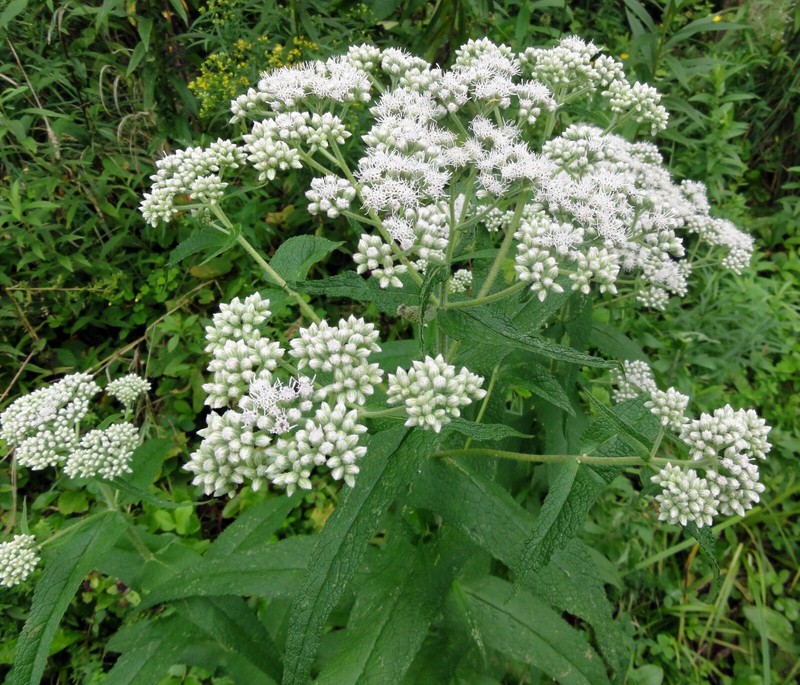300 Common Boneset Seeds - Eupatorium perfoliatum - None-GMO Medicinal Herb gallery