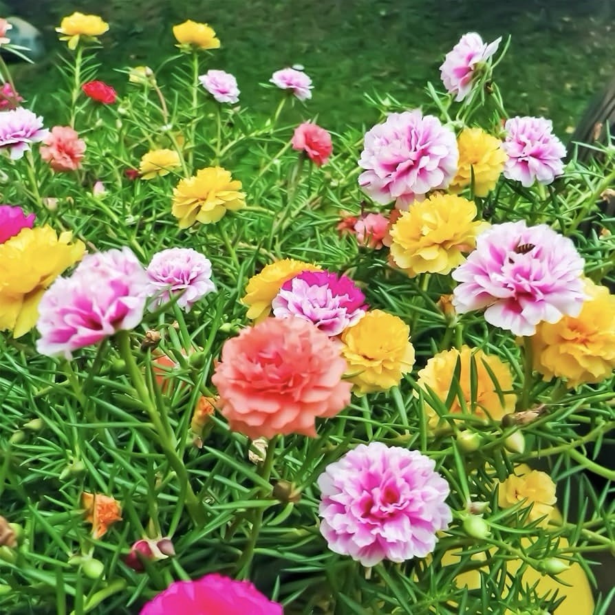 MOSS ROSE SEEDS - 2000 Seeds | PORTULACA DOUBLE MIX (Portulaca grandiflora) USA gallery