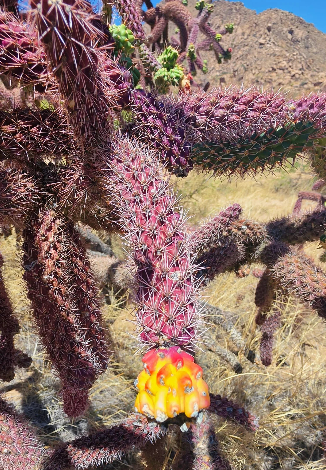 2 Cutting New! Rare Red-Purple Cholla Cactus- Silver Spines - staghorn cholla gallery