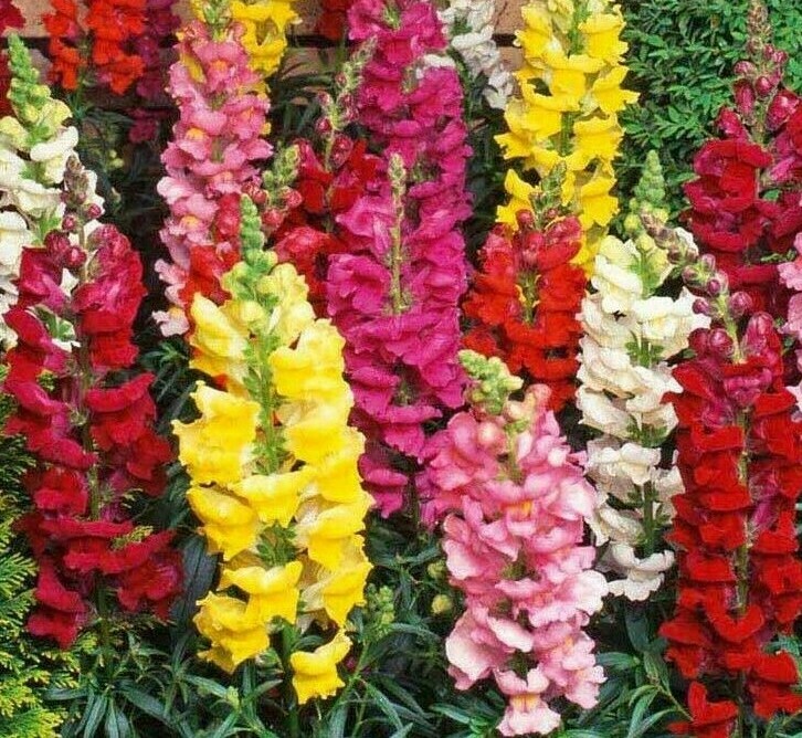SNAPDRAGON FLOWER SEEDS 2000+ beautiful TALL MIXED COLORS GARDEN Free Shipping gallery