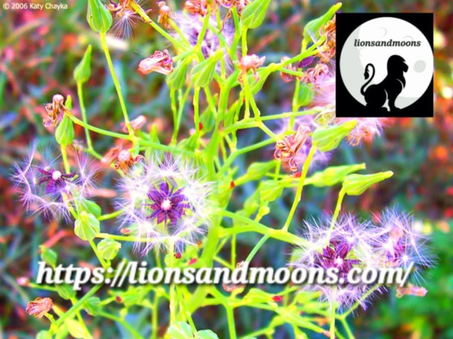 Wild Lettuce Lactuca virosa Seeds Bulk Medicinal Homegrown Herbalist Ships Fre gallery