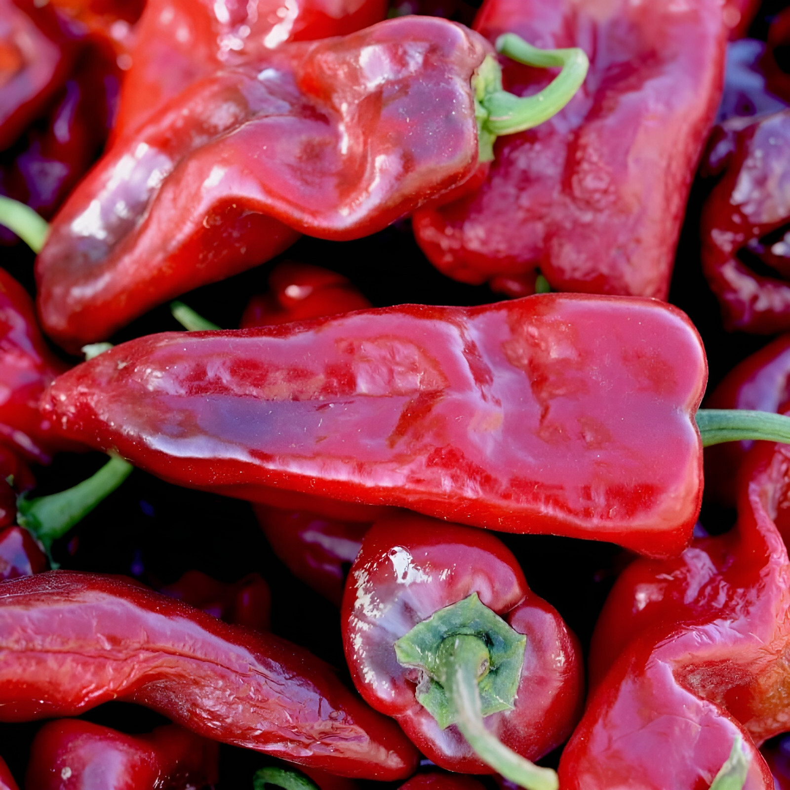 75 Heirloom Poblano Pepper Seeds - Super Mild Super Flavorful! gallery
