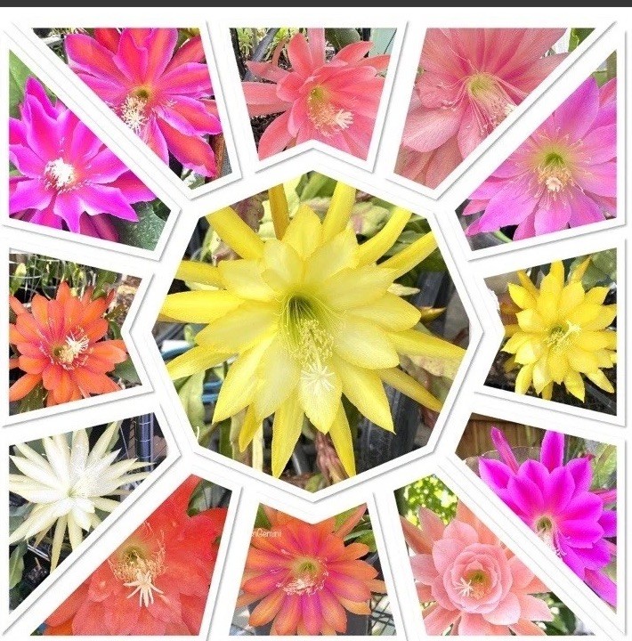 10 Assorted Mystery Unknown Colors Epiphyllum Cuttings Orchid Cactus Succulents gallery