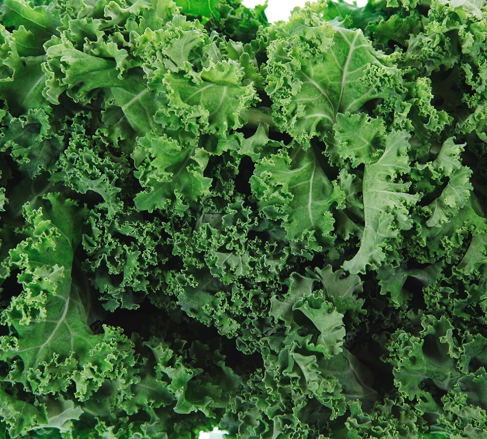 Dwarf Siberian Kale Seeds | Non-GMO | Heirloom | Fresh Garden Seeds gallery