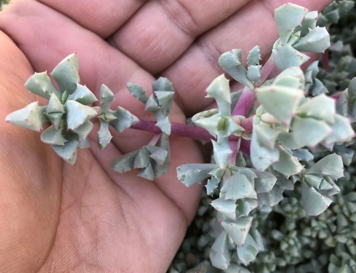 Oscularia deltoides Deltoid-leaved Dew Plant, 3 Cuttings (4 - 6": in length ea.) gallery