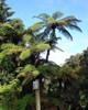 Cyathea medullaris | Black Tree Fern | 1000_Spores gallery