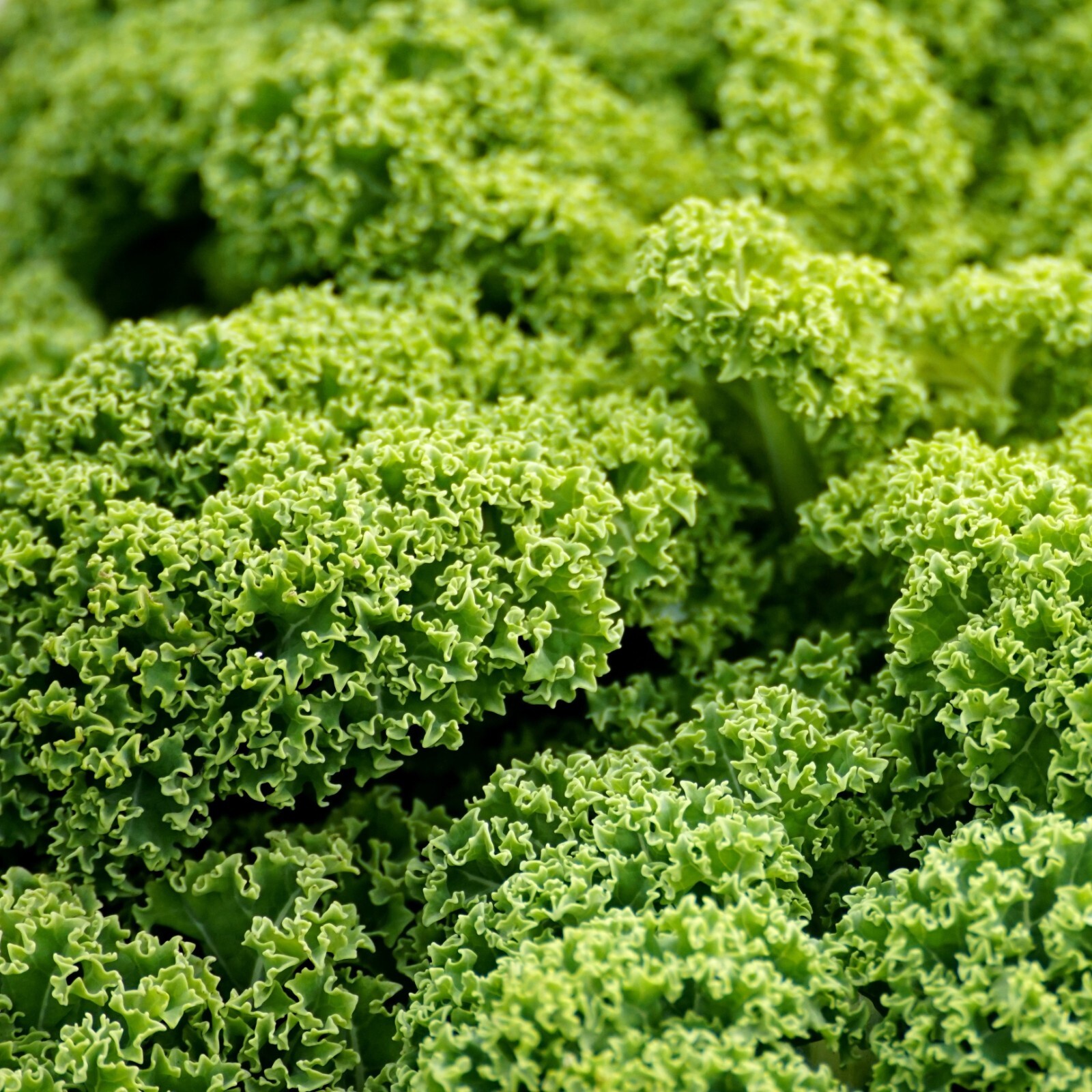 Kale Seeds, Blue Curled Scotch Heirloom, Non-GMO, Superfood, Free Shipping gallery