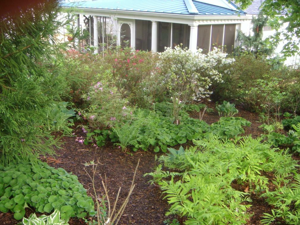 5 Sensitive Fern Perennial NATIVE WOODLAND FERNS BARE ROOT gallery