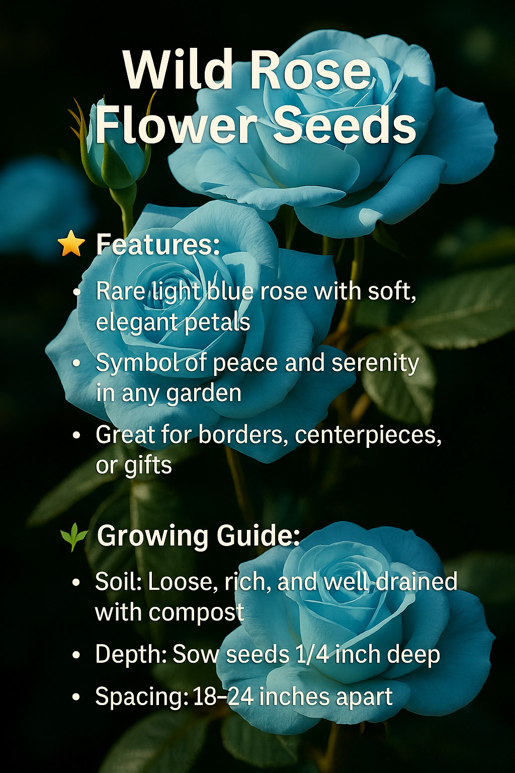 Light Blue Rose Seeds – 20 Seeds – Decorative Garden Variety for Unique Bloom gallery