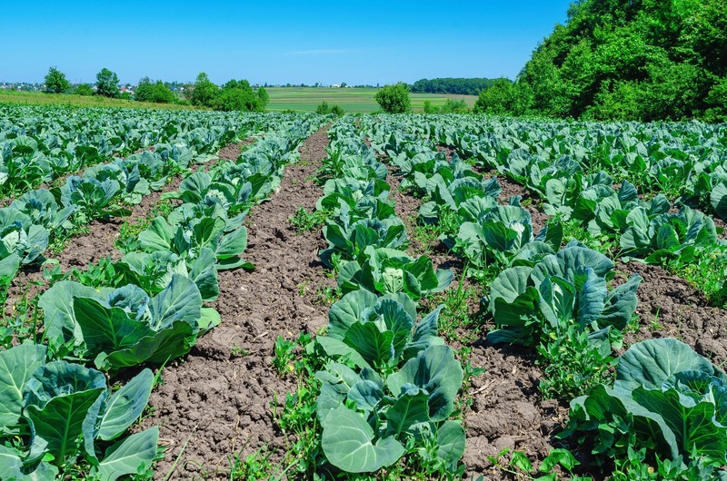 300 CHARLESTON WAKEFIELD CABBAGE Heirloom Cone Brassica Oleracea Vegetable Seeds gallery