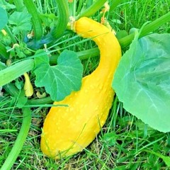 41+CROOKNECK SQUASH Seed Organic Native Heirloom Vegetable Garden Container Easy