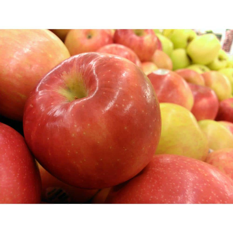 Dwarf Honeycrisp Apple Tree Bare Root gallery