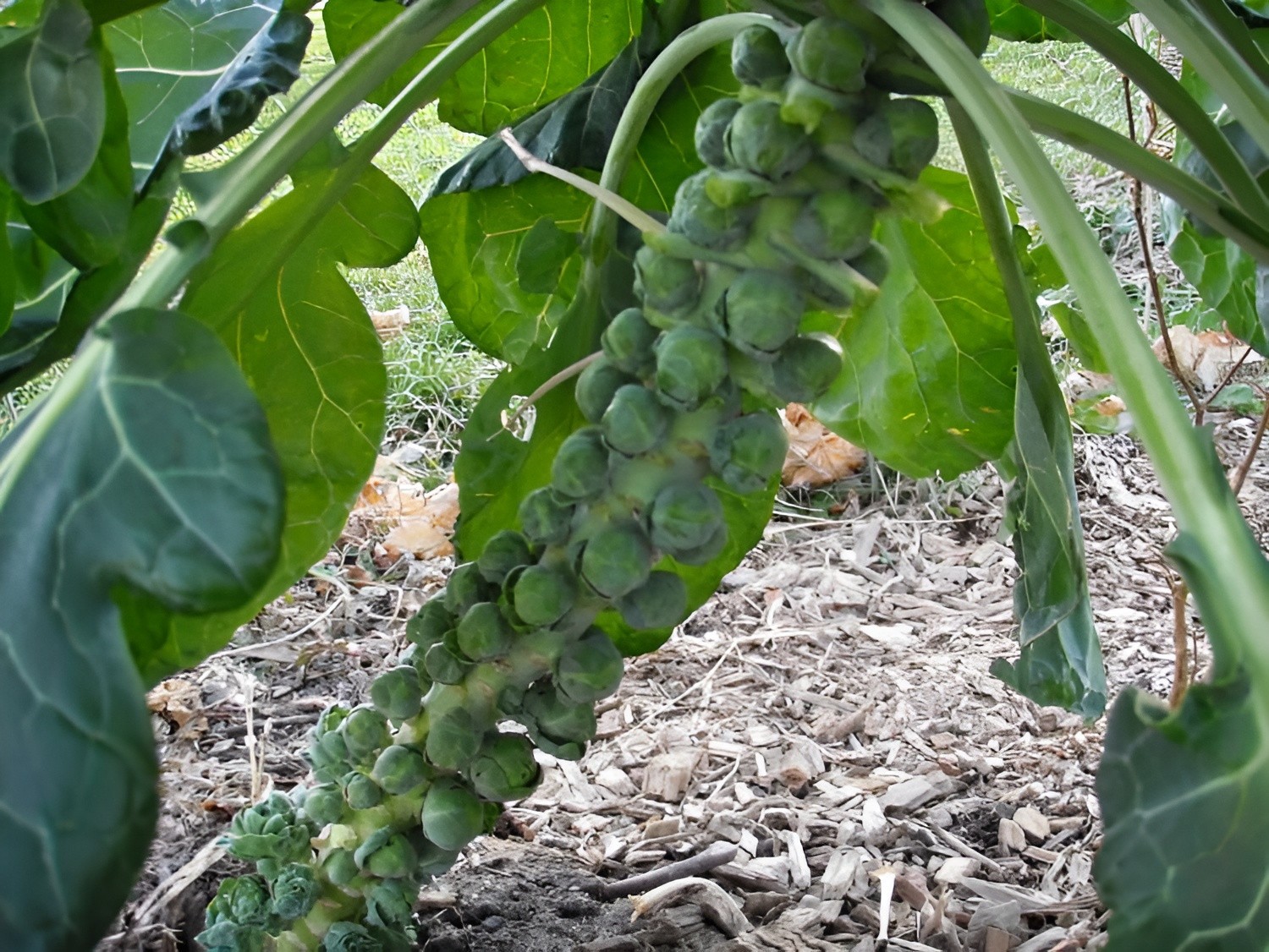 500 Heirloom Catskill Brussels Sprout Seeds – Giant Heirloom Sprouts –Cold Hardy gallery