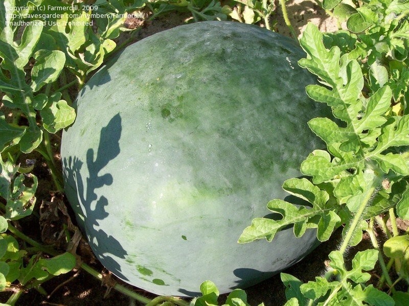 12 Florida Giant Watermelon Seeds - Heirloom - Non GMO - ORGANIC - RARE -- FRESH gallery