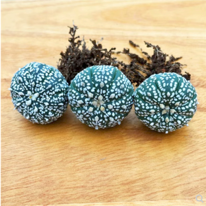 10PCS 3-4cm Astrophytum asterias RareSucculent cactus plant Garden gallery