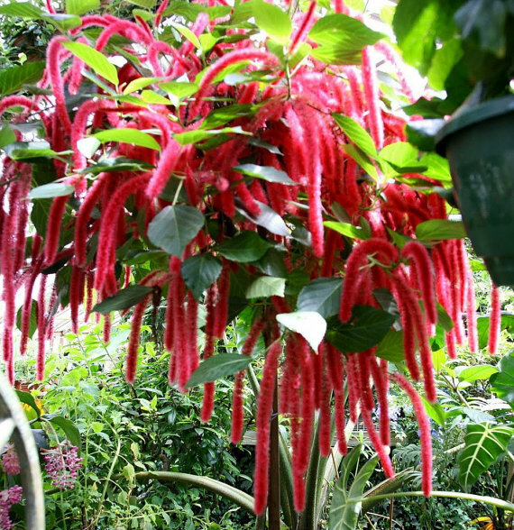*GIANT CHENILLE*Acalypha Hispida*Starter Plant*Attracts Hummingbirds/Butterflies