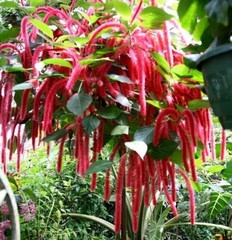 *GIANT CHENILLE*Acalypha Hispida*Starter Plant*Attracts Hummingbirds/Butterflies