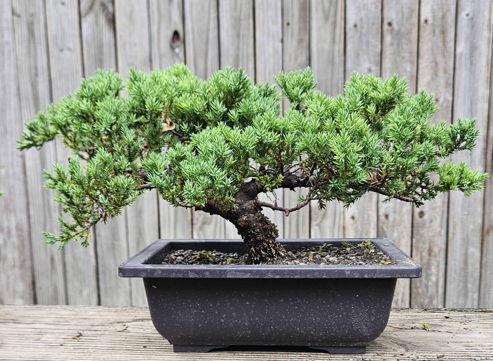 Japanes Juniper Bonsai In 9 Inch Plastic Rectangular Pot . 15 Year Old Beauty. gallery