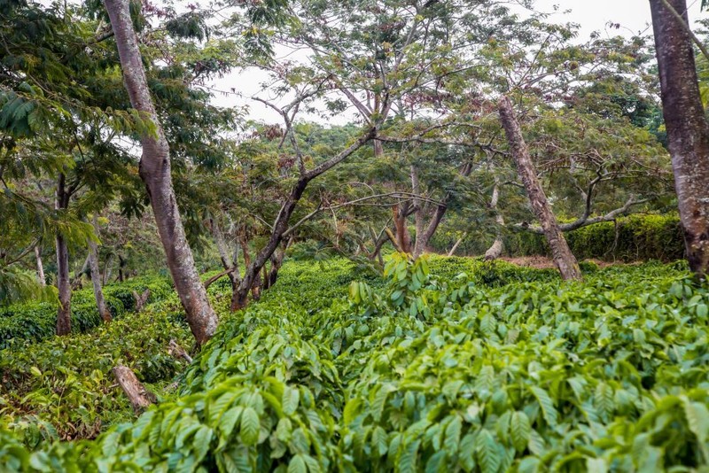 2lb/40lb - Uganda AA – Specialty Grade – Premium Unroasted Green Coffee Beans gallery
