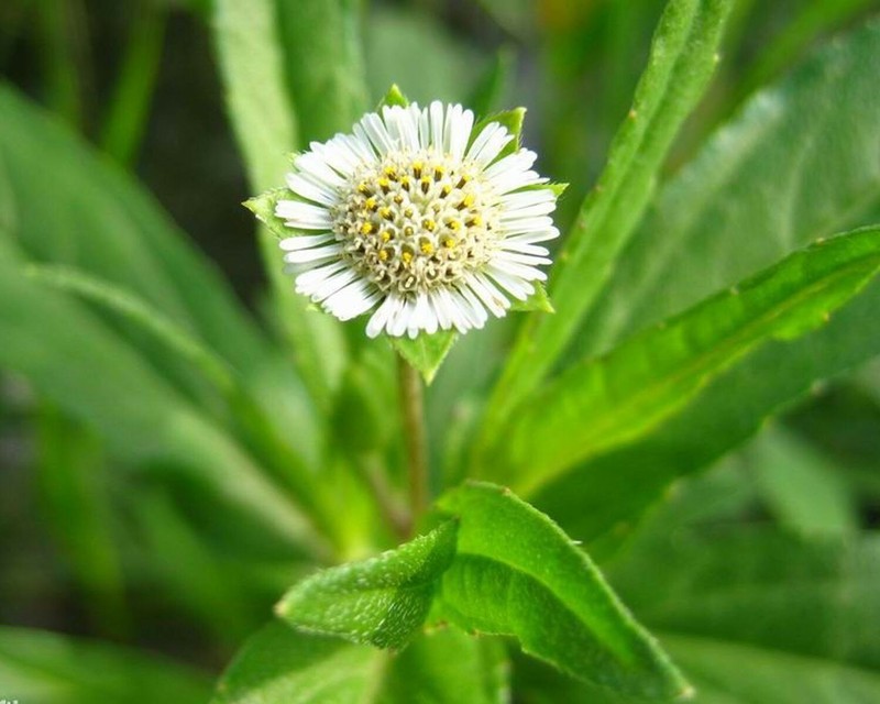 Eclipta prostrata | False Daisy | Yerba de Tago | Bhringraj | 50_Seeds gallery