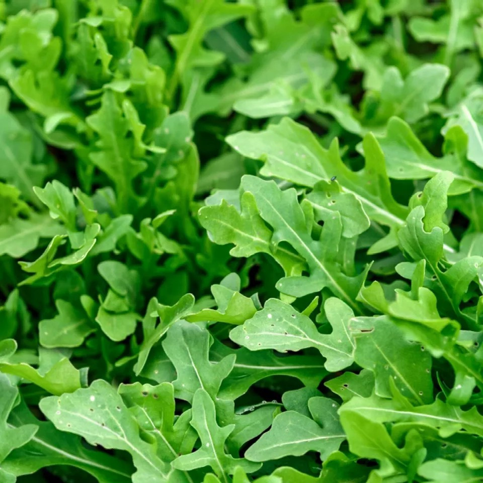 Slow Bolt Arugula Seeds for Planting - Heirloom Non GMO Herbs for Home Garden gallery