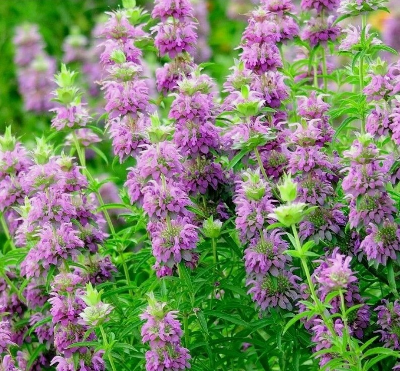 20+ Lemon Mint Seeds | Non-GMO Medicinal Culinary Herb Seeds USA gallery