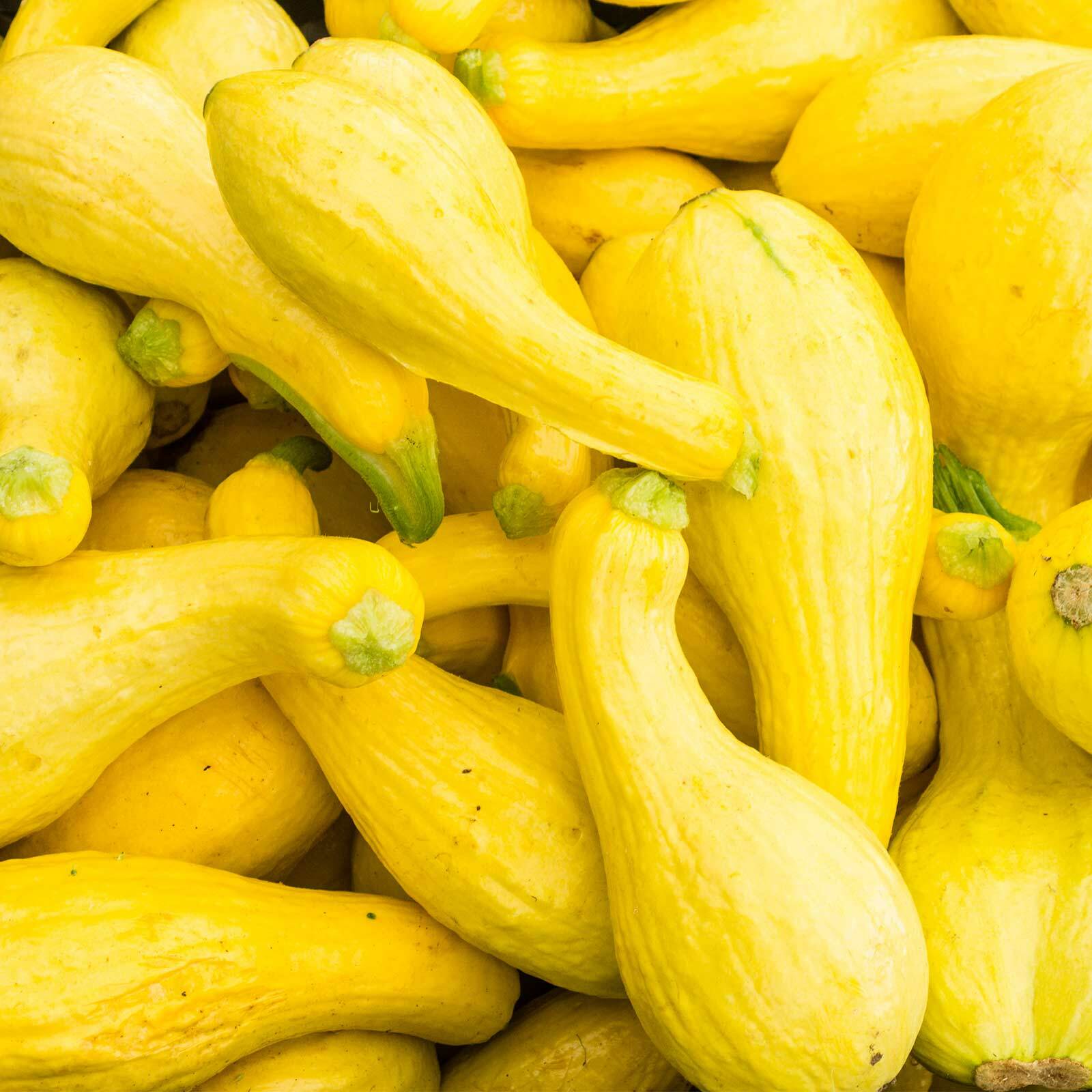 41+CROOKNECK SQUASH Seed Organic Native Heirloom Vegetable Garden Container Easy gallery