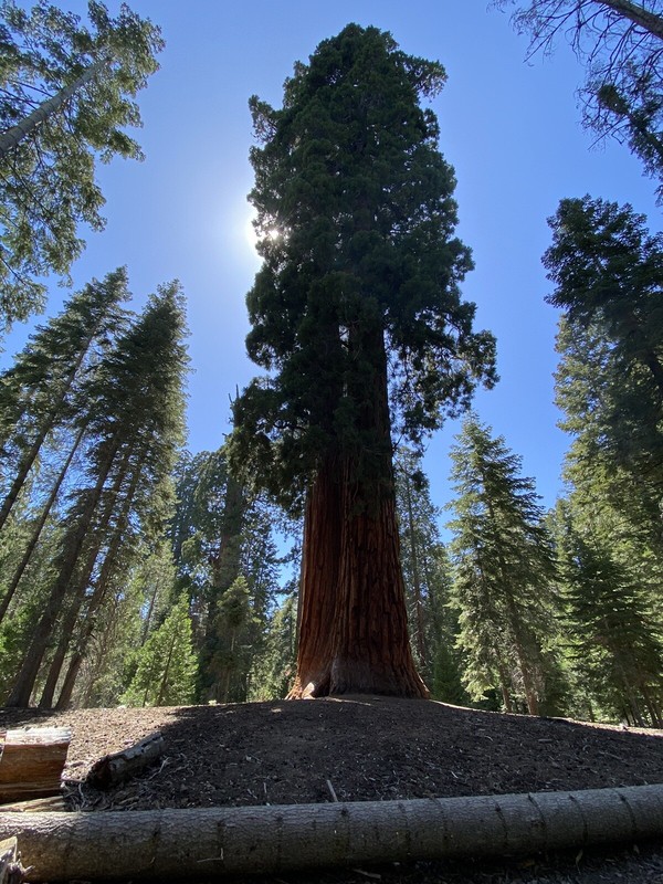 Giant Sequoia (Sequoiadendron giganteum), 25+ seeds, 2024 Harvest gallery