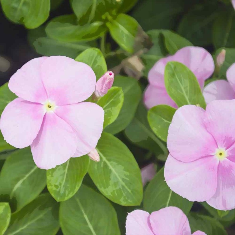 2000 Seeds Drought Tolerant Periwinkle Vinca Rosea Pink Ground Cover Plant Seed gallery