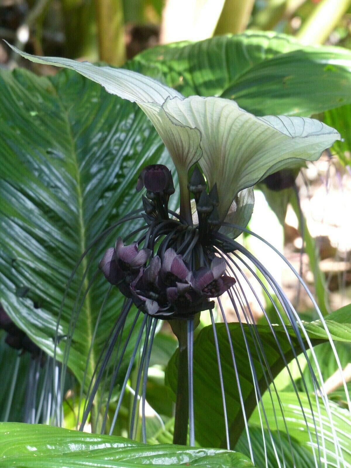 Tacca Integrifolia White Bat Flower Seeds Attracts Butterflies Rare Unique jocad gallery