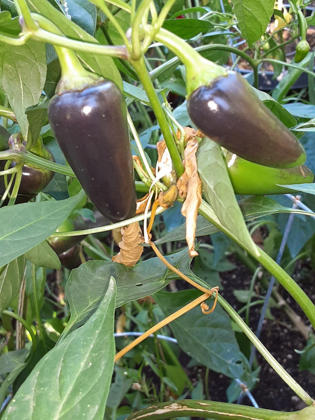 100+ JALAPEÑO PEPPER SEED COMBO PACK PURPLE/ORANGE SPICE/WHITE/TOPS 🥵🥵 gallery
