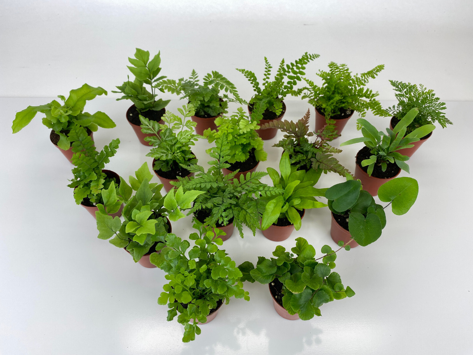 Mini Fern Plants (6 Plants) (2" Pots) Terrariums Fairy Gardens (Assorted Plants) gallery