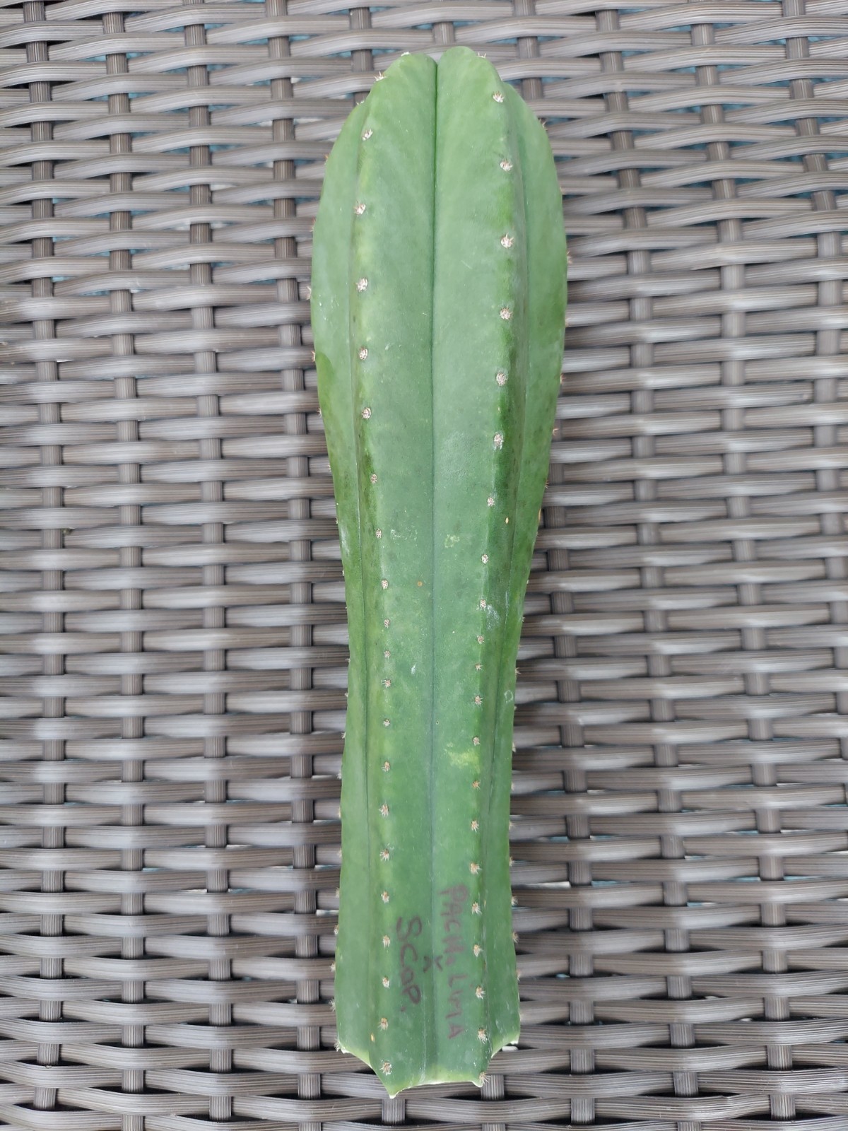 T P LIMA X SCOPULICOLA 9" TIP CUTTING gallery