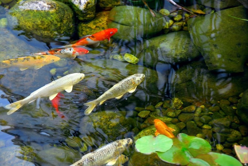 Complete Pondmaster PMK 190 Filter & Pump System – Simple Water Garden Solution gallery