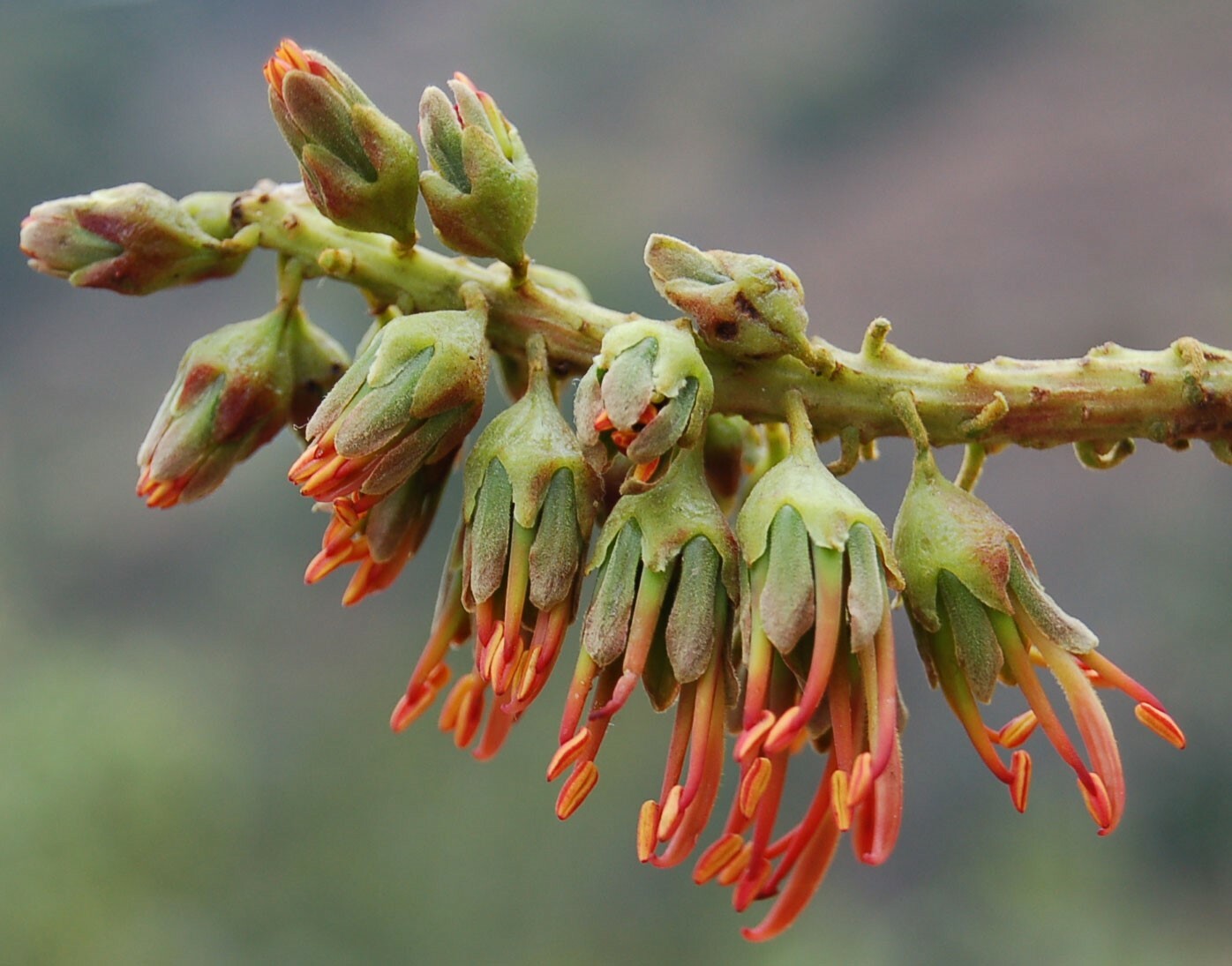 Acrocarpus fraxinifolius | Pink Cedar | Indian Ash | Shingle Tree | 20_Seeds gallery