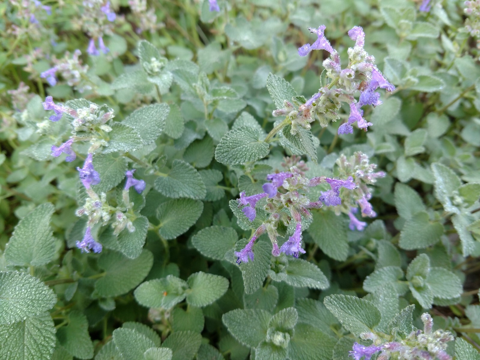 1000+ CATNIP SEEDS - PERENNIAL - BUG REPELLING - NON GMO - HEIRLOOM - HERB gallery