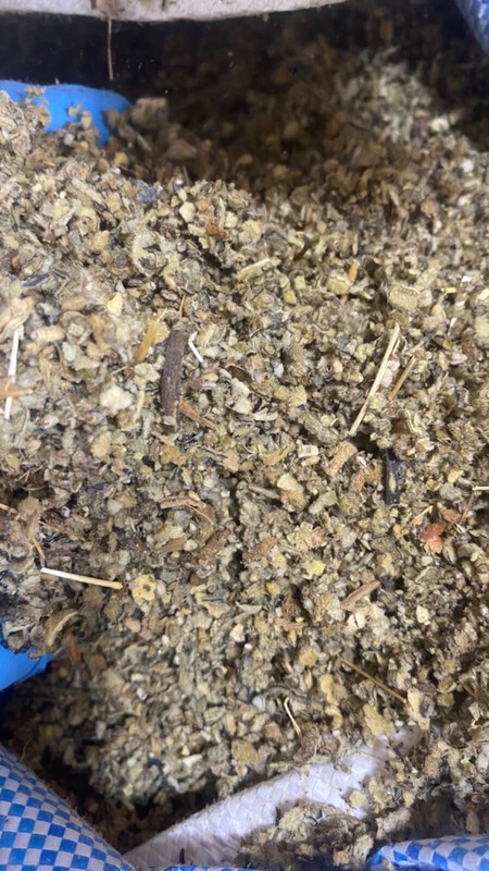Mullein Leaf Herb - organic medicinal healing lung cut botanical - 3/4 LB Pound gallery
