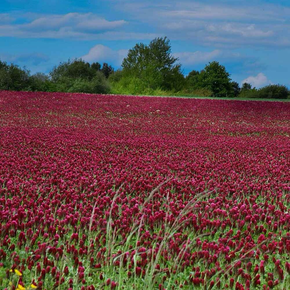300 Crimson Clover Dixie (Trifolium Incarnatum) seeds (Non-GMO) Inoculated gallery