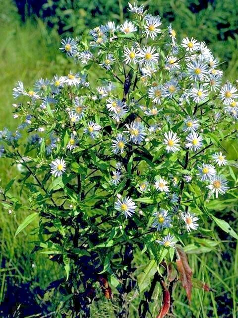 101+SMOOTH BLUE ASTER Seed Perennial Native Wildflower Summer Fall Flower Garden gallery