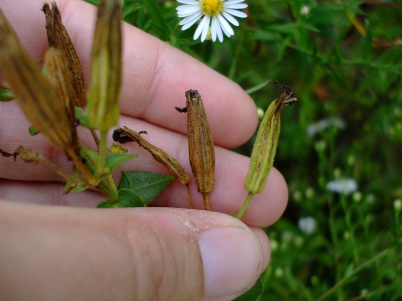 Silene regia (Royal Catchfly) wildflower seed pack perennial, Z 4-8 gallery